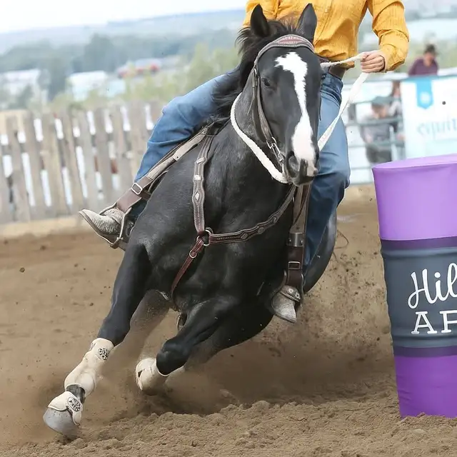 SSR SPECIAL PERKS 2025 Bay Colt in Horses & Ponies for Rehoming in Swift Current - Image 6