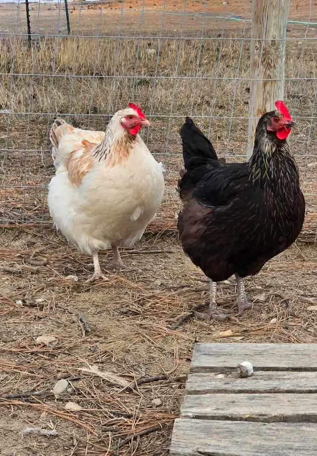 Fertilized eggs in Livestock in Cranbrook - Image 5