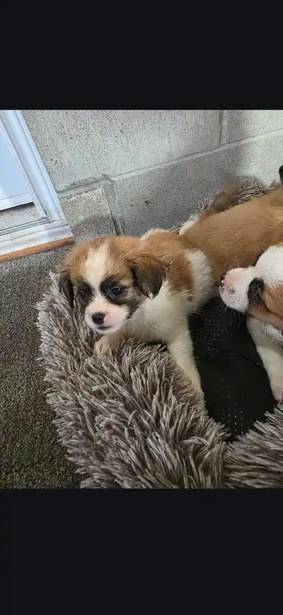 Pom/Shitzu  puppies, View more