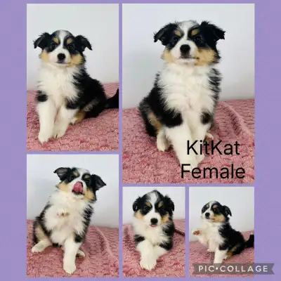 Australian shepherd puppies READY TO GO  (small standard), View more