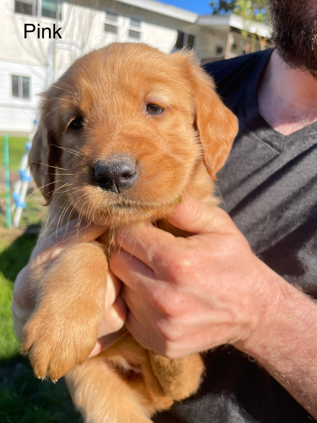 Golden Retriever Puppies in Dogs & Puppies for Rehoming in Chilliwack - Image 3