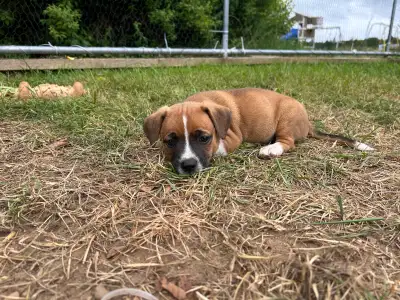 Jack Russel mix with Chihuahua puppies, View more
