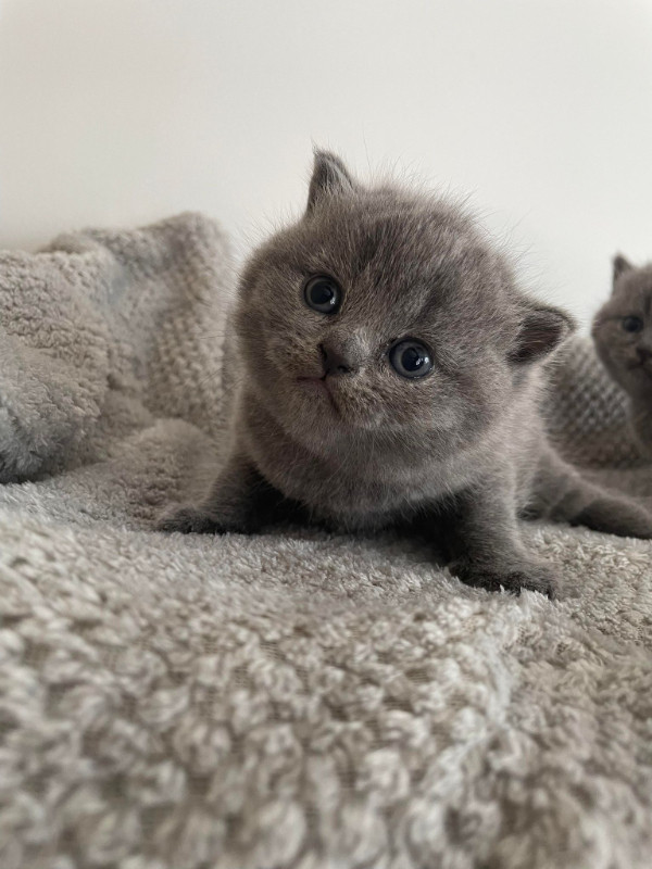 Purebred British Shorthair in Cats & Kittens for Rehoming in Burnaby/New Westminster - Image 2