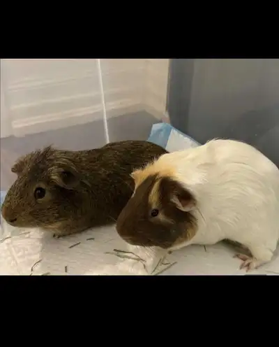 Two male guinea pigs , View more