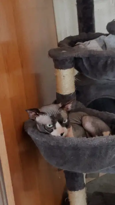 chaton américaine curl et sphynx, View more