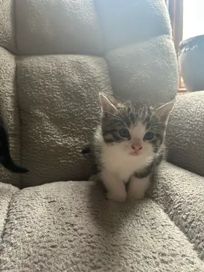kittens for sale , View more