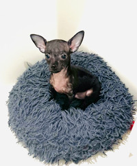 ❤️ Rare Merle Lavender Head Small Chihuahua Boy\Purebred ❤️
