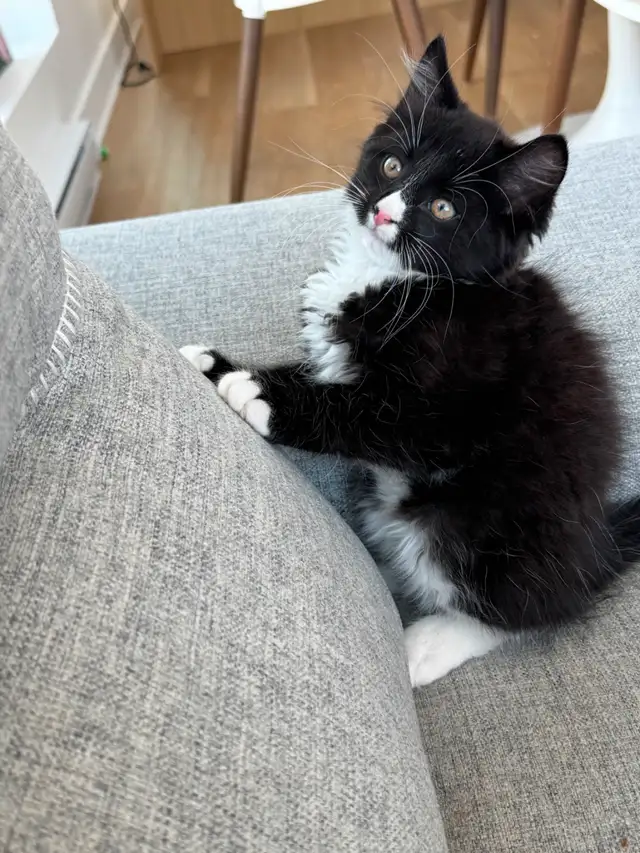 Adorable Chaton Mâle -Adorable Male Kitten in Cats & Kittens for Rehoming in City of Montréal - Image 3