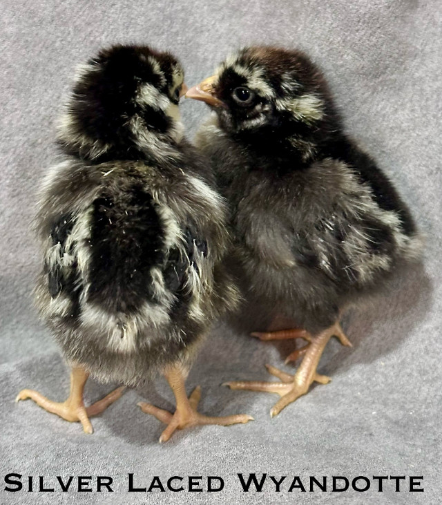 Gold and Silver laced Wyandottes pullets | Livestock | Bedford | Kijiji