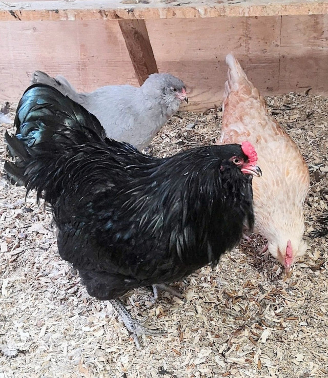 Poules,poulettes et poussins a vendre  dans Animaux de ferme  à Ville de Québec - Image 3