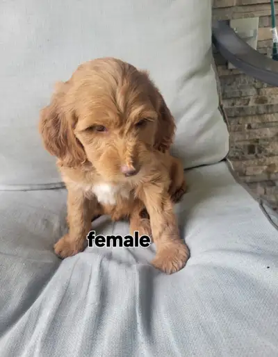 Hello and thanks for your interest in our puppies. I don't stay logged into the app. So I can only b...