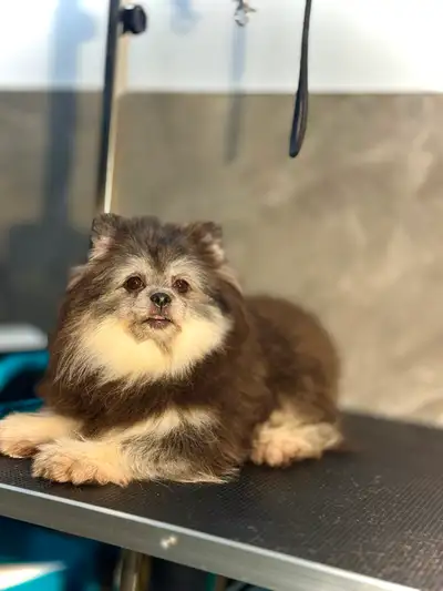 Pomeranian Taddy bear, View more