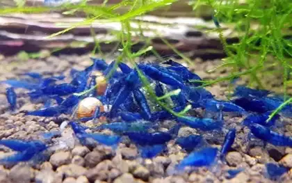 blue dream cherry shrimp in Fish for Rehoming in Oakville / Halton Region - Image 2