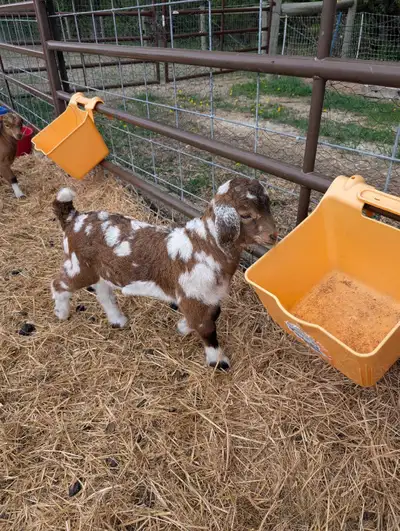Boer Goat Buckling, View more