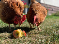 Rent the Chicken! Your backyard hen experience for the family.