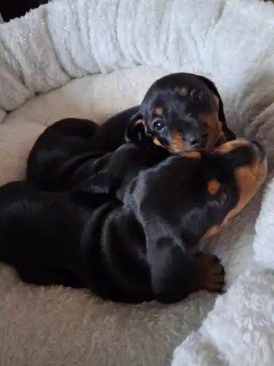 mini daschund, View more