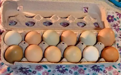 Selling fertile chicken eggs 10$ for a dozen or 18 for a 12$ breeds include (copper maran,polish,blu...