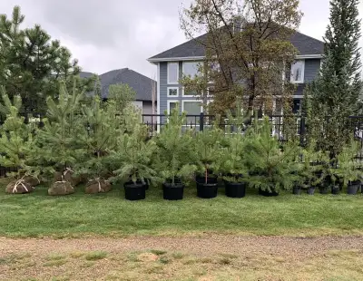 Carreiro Kids Tree Nursery Our “Papa” started his landscape company and garden centre in the summer...