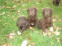 bébébé chiots labrador   brun chcocolat