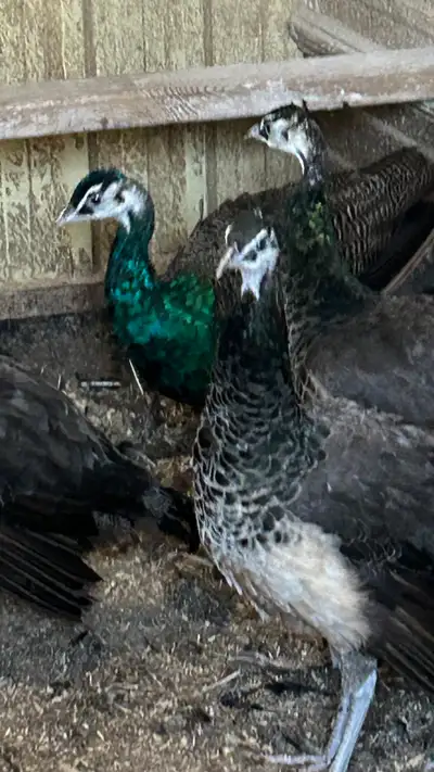 Indian Blue Peacocks, View more