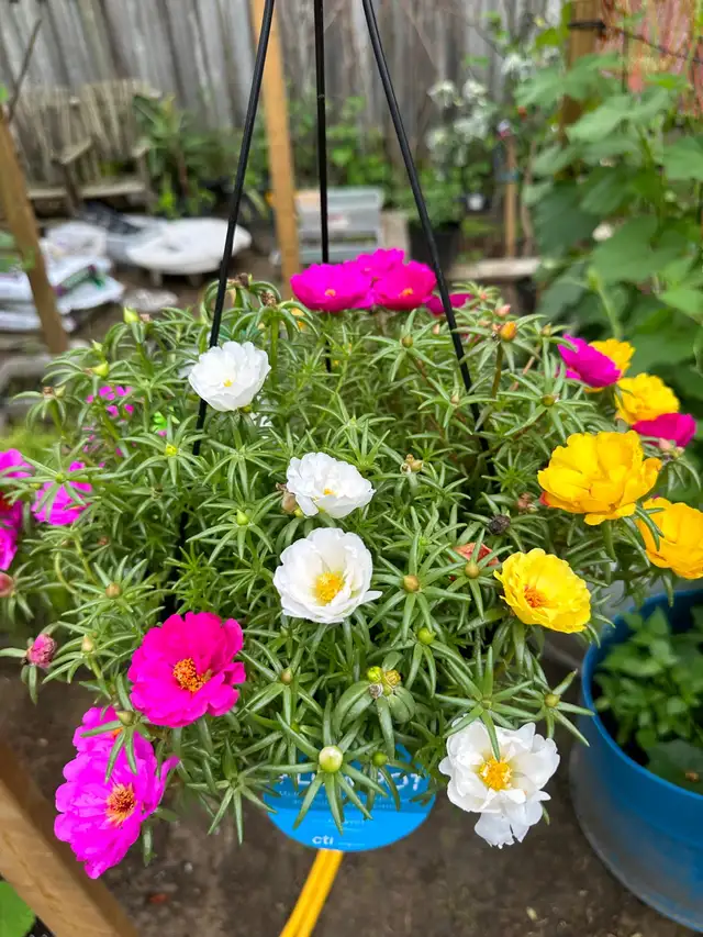 Multiple color Moss Rose  in the large hanging basket- it is ea in Plants, Fertilizer & Soil in Hamilton - Image 4