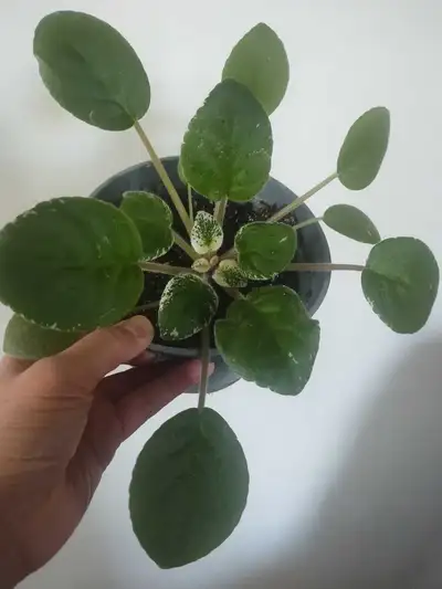 Potted in 6.5 inches pot.