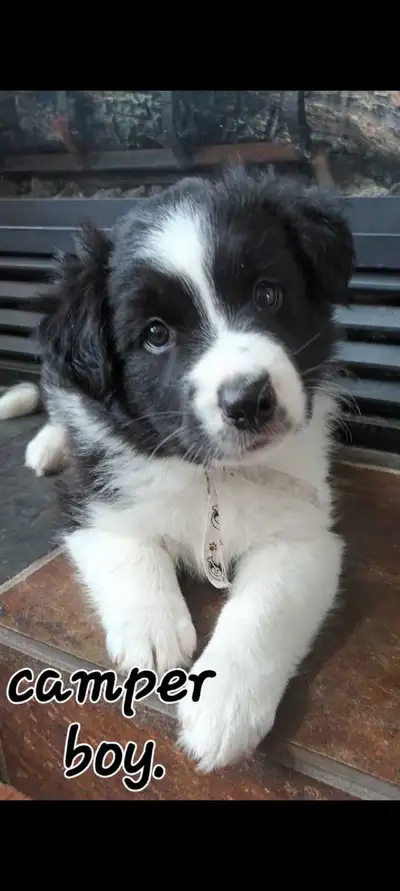 Australian Shepherd Puppies, View more