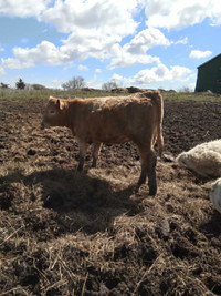 Heifer calves  for  sale 