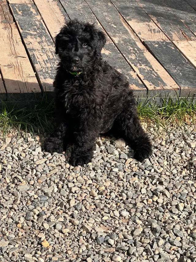 Male Bouvier puppy for sale non shedding  1500 in Dogs & Puppies for Rehoming in Whitehorse - Image 7