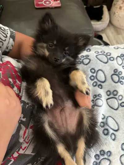 Pomeranian  puppy, View more