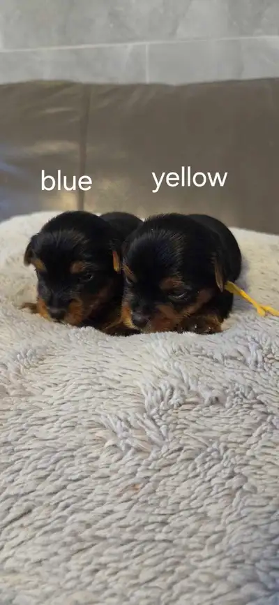 Yorkie puppies, View more