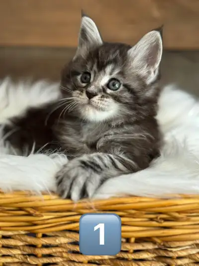 Chatons Maine Coon, View more