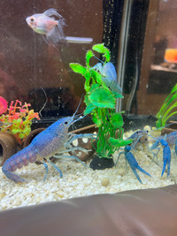 Electric blue crayfish