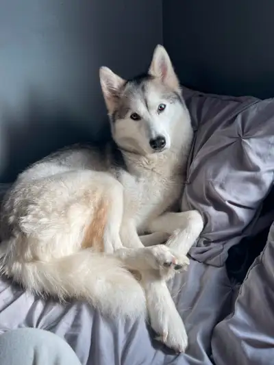 ** Meet Angel – A Loyal, Loving Husky Looking for Her Perfect Home ** Note: Ad is posted by owner An...