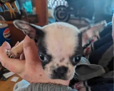 Beautiful girl ready to rehoming , 10 weeks , eating on there own Dewormed 506)499-0161