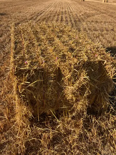 Oats feed bales for sale  free delivery, View more