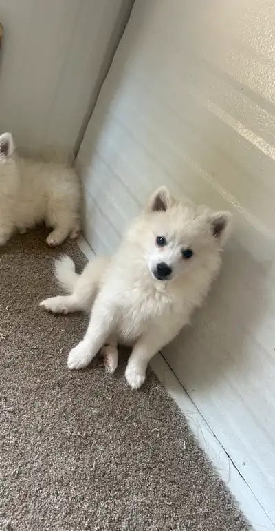 purebred mini American Eskimo pups, View more