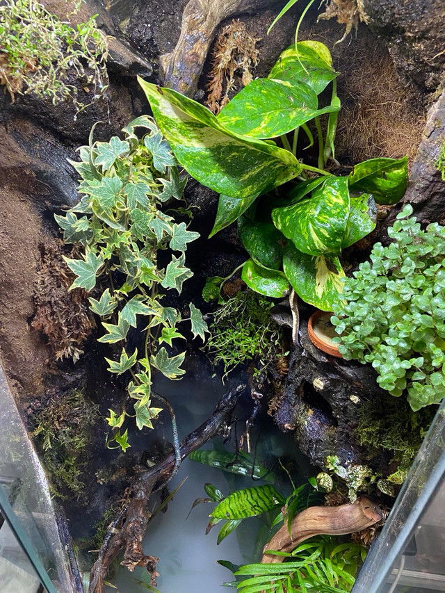 3 Breeding Crested Geckos In 40 Gallon Waterfall Vivarium! in Reptiles & Amphibians for Rehoming in Lethbridge - Image 4