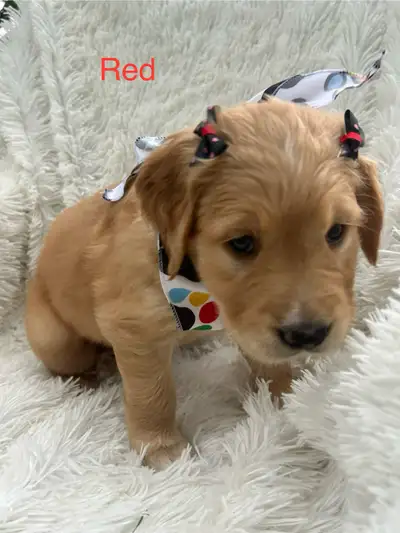 CKC Registered Golden Retrievers, View more