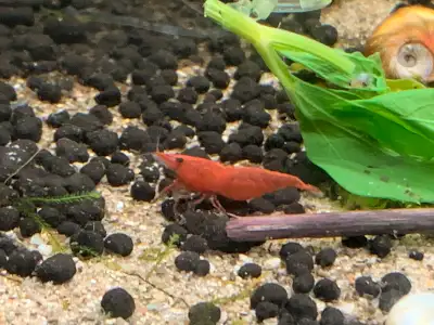 Super red neocaridina shrimp. 5$ or 5 for 20$