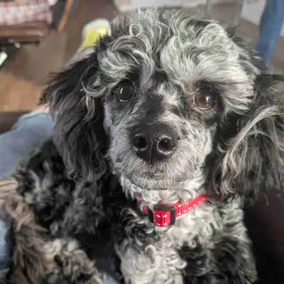 Sweet and friendly Cockapoo pup looking for new home, View more