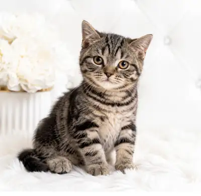 ✨ BRITISH SHORTHAIR — MAGNIFIQUES TABBY & GOLDEN ✨, View more