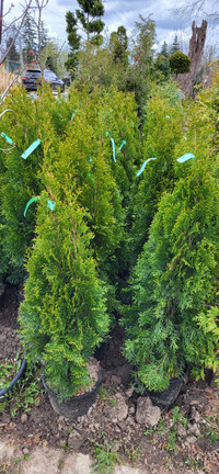 Ontario Grown Emerald Cedars! 4ft $40!