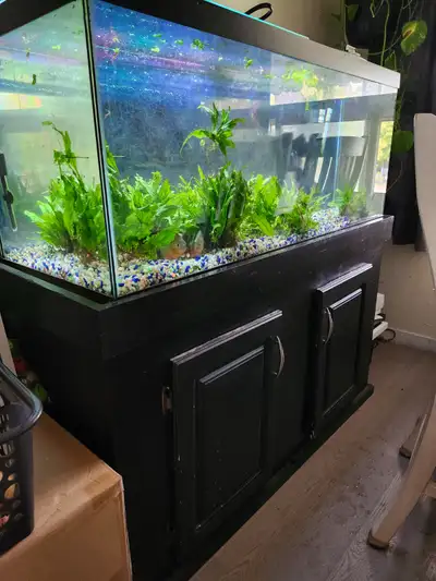 Complete Piranha tank set up, View more