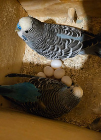 Breeding Budgie pair with eggs and breeding box