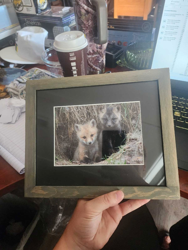 Jason Leo Bantle Fox Art in Arts & Collectibles in Red Deer