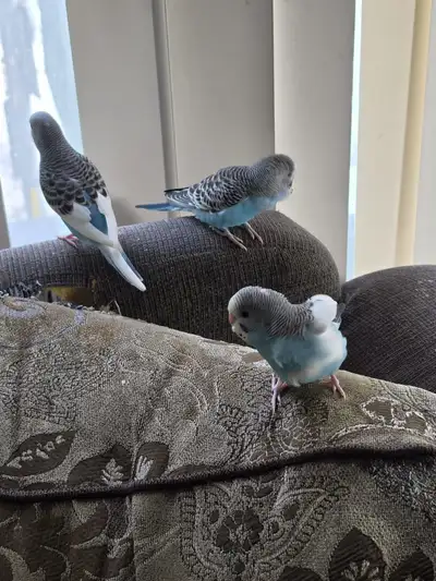 Baby budgie, View more