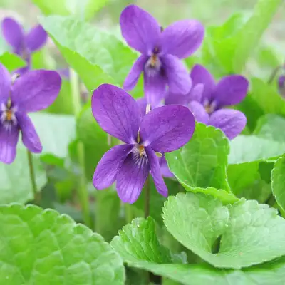 Garden perennial plants, Sweet Violets (native), fragrant, View more