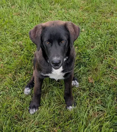 Australian Shepherd/Newfy 4 year old and 5 month puppu, View more