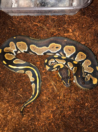 Black Head Mystic ball python hatchling
